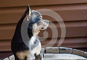 Small dog sitting on wooden chair.Chihuahua dog on a wooden background