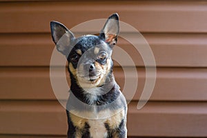 Small dog sitting on wooden chair.Chihuahua dog on a wooden background