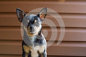 Small dog sitting on wooden chair.Chihuahua dog on a wooden background