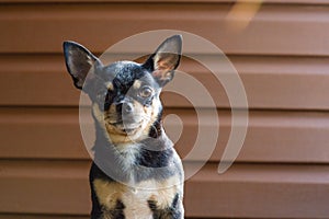 Small dog sitting on wooden chair.Chihuahua dog on a wooden background