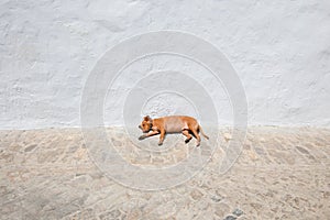 Small dog sleeping on floor of street with white wall