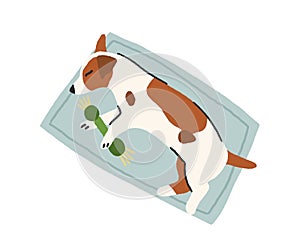 Small dog sleeping on rug with toy in paws. Cute Jack Russell Terrier puppy lying on floor and napping. Top view of