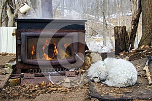 Small dog sleeps beside metal firebox boiling Maple Syrup
