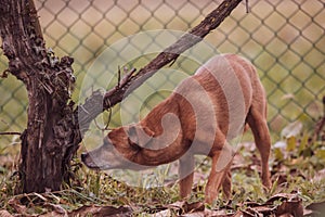 small dog smelling any similar odors near a trunk, brown mixed breed. photo