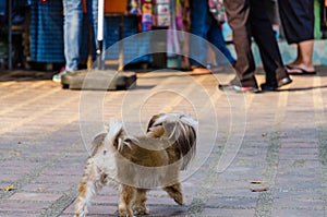 A small dog standing bravely.