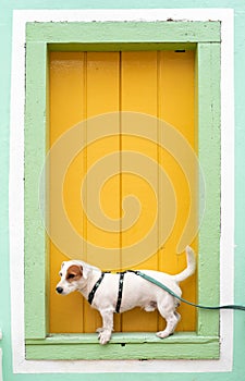A small dog standing over a window frame photo