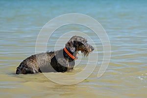 A small dog standing in the water