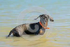 A small dog standing in the water