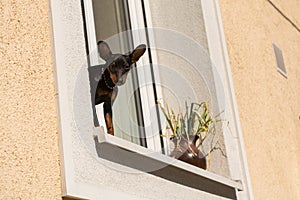 Small dog standing on window sill