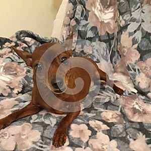 Small dog stareing lying on the sofa