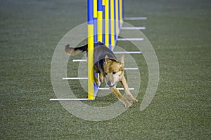 Small dog tackles slalom hurdle in dog agility competition.