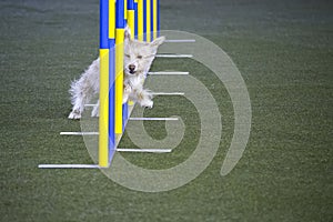 Small dog tackles slalom hurdle in dog agility competition.