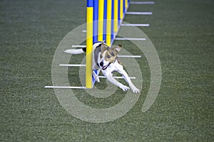 Small dog tackles slalom hurdle in dog agility competition.