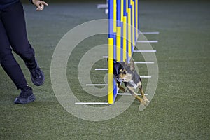 Small dog tackles slalom hurdle in dog agility competition.