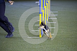 Small dog tackles slalom hurdle in dog agility competition.