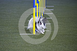 Small dog tackles slalom hurdle in dog agility competition.