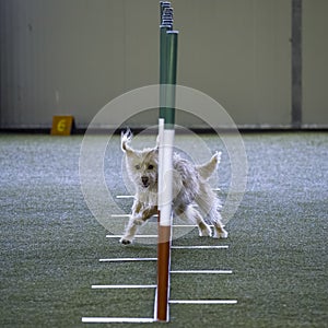 Small dog tackles slalom hurdle in dog agility competition.