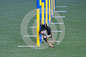 Small dog tackles slalom hurdle in dog agility competition.