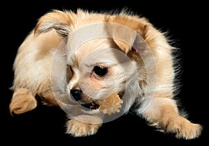 Small dog teeth cleaning toy. Beige puppy on a black background.