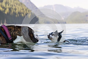 Small Dog, Toy Fox Terrier, and Boxer swimming in the water.