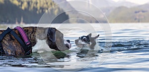 Small Dog, Toy Fox Terrier, and Boxer swimming in the water.