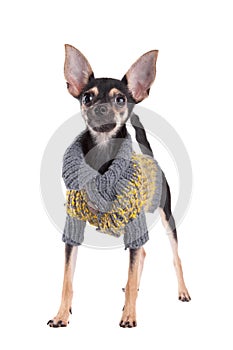 Small dog toy terrier in clothes