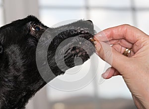 Small dog treat being put into puppies mouth