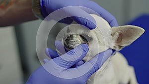 A small dog undergoing an eye examination in a veterinary clinic.