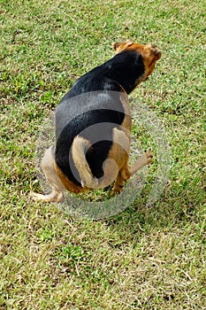 Small Dog Urinating Grass photo