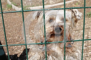 Small dog waiting in a cage