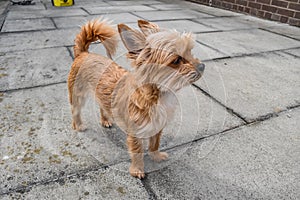 Small dog waiting for her owner