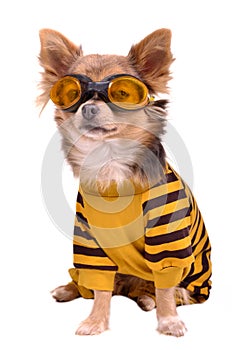 Small dog wearing yellow suit and goggles