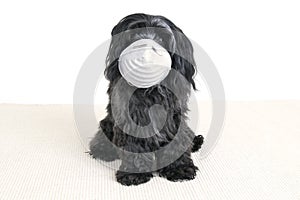 Small dog wears a mask Covid 19 Corona Virus photo