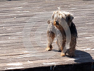 Small Dog On Wharf On Ilha De Culatra Oortugal