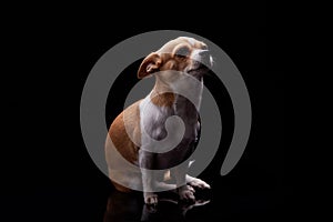 Small dog white brown color furry sitting in black background studio commercial for doggie food feed puppy emotion faithful