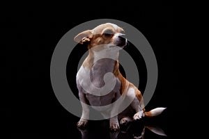 Small dog white brown color furry sitting in black background studio commercial for doggie food feed puppy emotion faithful