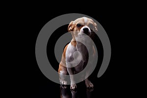 Small dog white brown color furry sitting in black background studio commercial for doggie food feed puppy emotion faithful