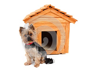 Small dog with wooden dog's house