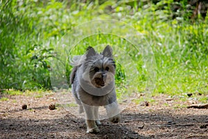 Small dog yorkshire and pomerarian walking in the forest playing with a pineapple