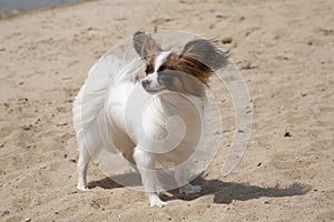 Small doggie of breed of papillon