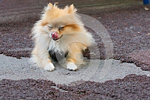 small doggy, domestic animal on the street