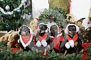 Small dogs dressed as father christmas with greetings