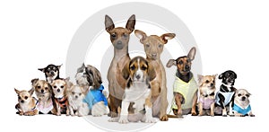 Small dogs in front of white background