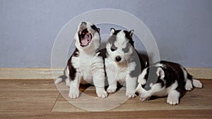 Small dogs. Siberian Husky against the background of a wall. A group of husky puppies on a wooden floor. Three husky
