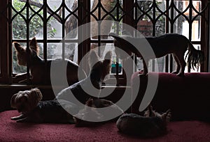 Small dogs silhouetted at a window