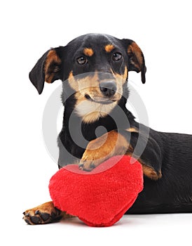 Small dogs with a toy heart