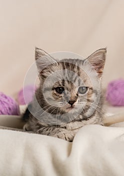 A small domestic gray striped kitten lies on blanket with balls of woolen lilac threads