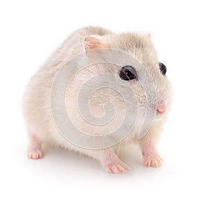 Small domestic hamster