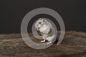 Small domestic hamster. Dwarf hamste. Little pet hamster