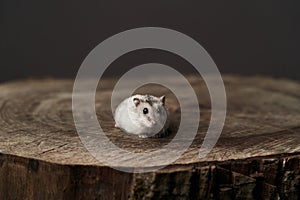 Small domestic hamster. Dwarf hamste. Little pet hamster